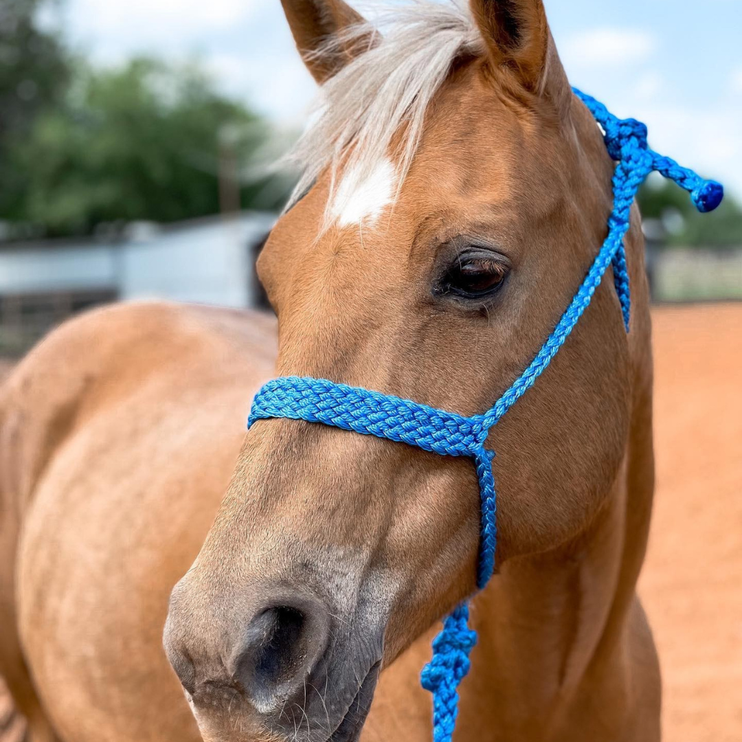 Mule Tape Halters - Assorted Colors-