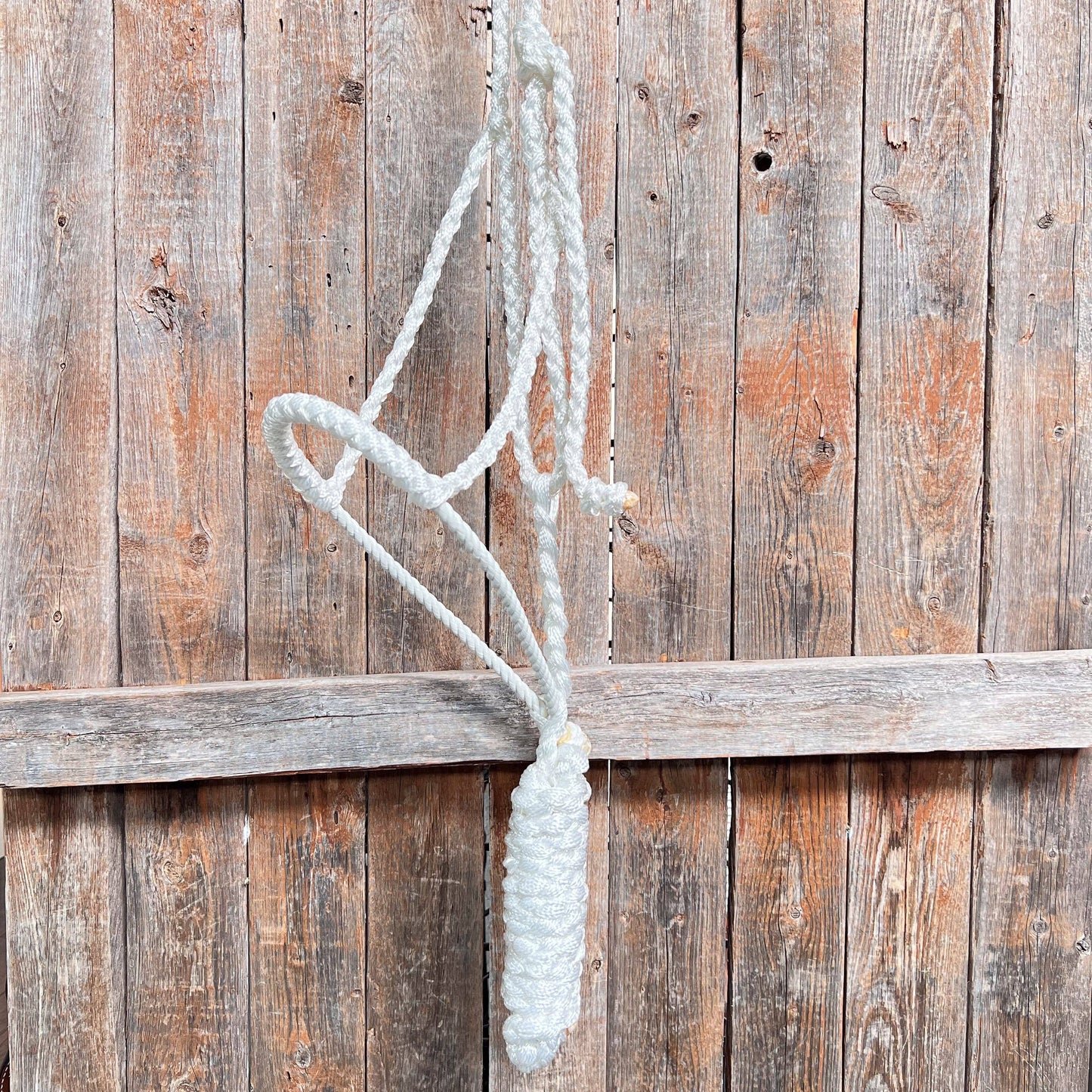 Lariat Mule Tape Halters - Assorted Double Colors-